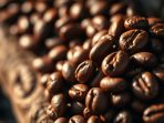 kopi-arabika-terbaik-1