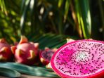manfaat-buah-naga-untuk-imunitas