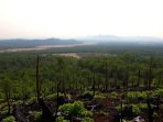 deforestasi