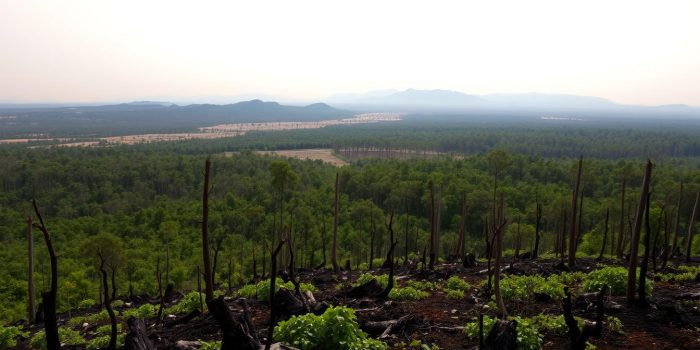 deforestasi